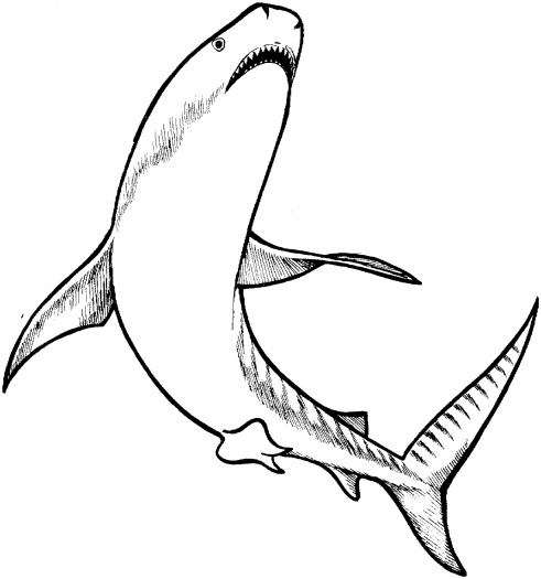 Tiger Shark coloring pages | Super Coloring - ClipArt Best ...
