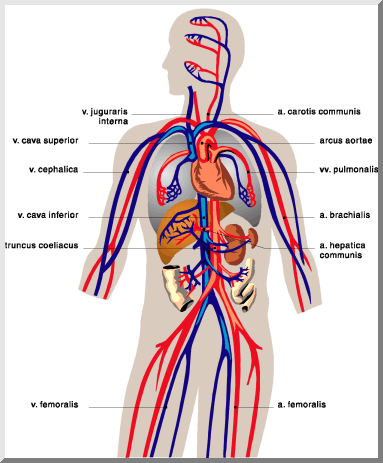 Circulatory System Diagram For Kids