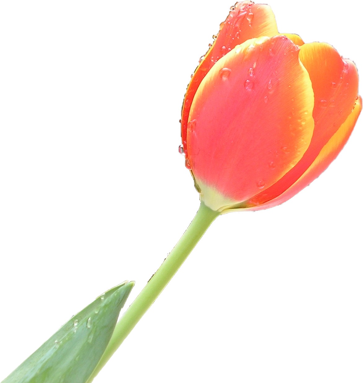 File:Tulip single.jpg