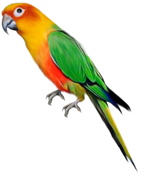 Parrot Clipart