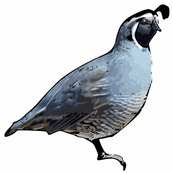 Quail Clip Art