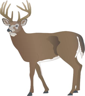 Odocoileus virginianus (White-tailed Deer) : buck - Mammals ...