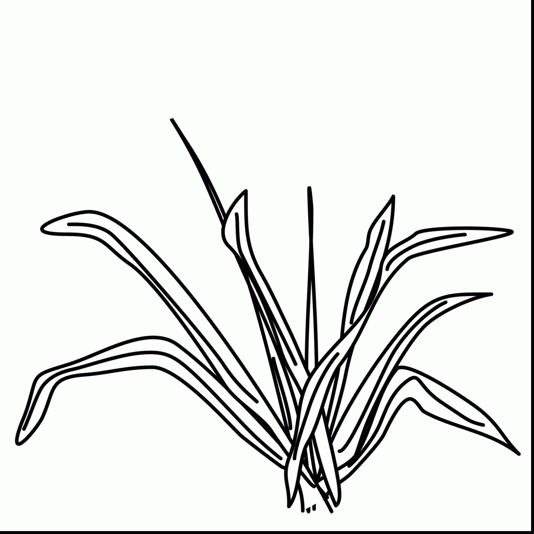 beautiful grass and plants coloring pages with plant coloring ...