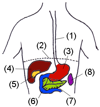 Esophagus