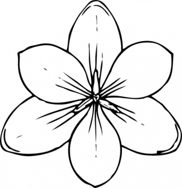 Crocus Flower Top View Clip Art 433725 Vector 1 » Vector ...