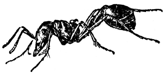 Ants Black And White Pentaxforums - Quoteko.