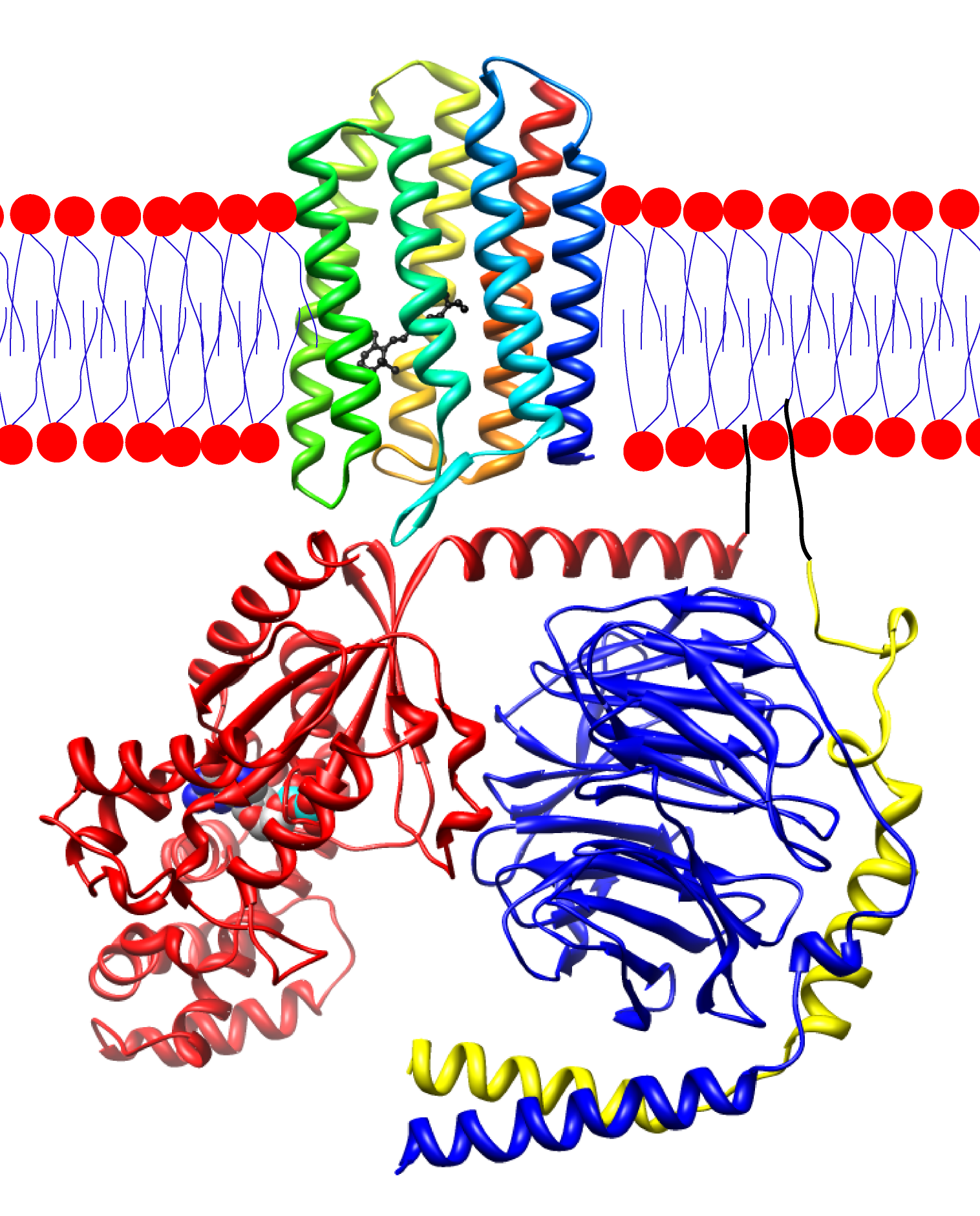 Rhodopsin