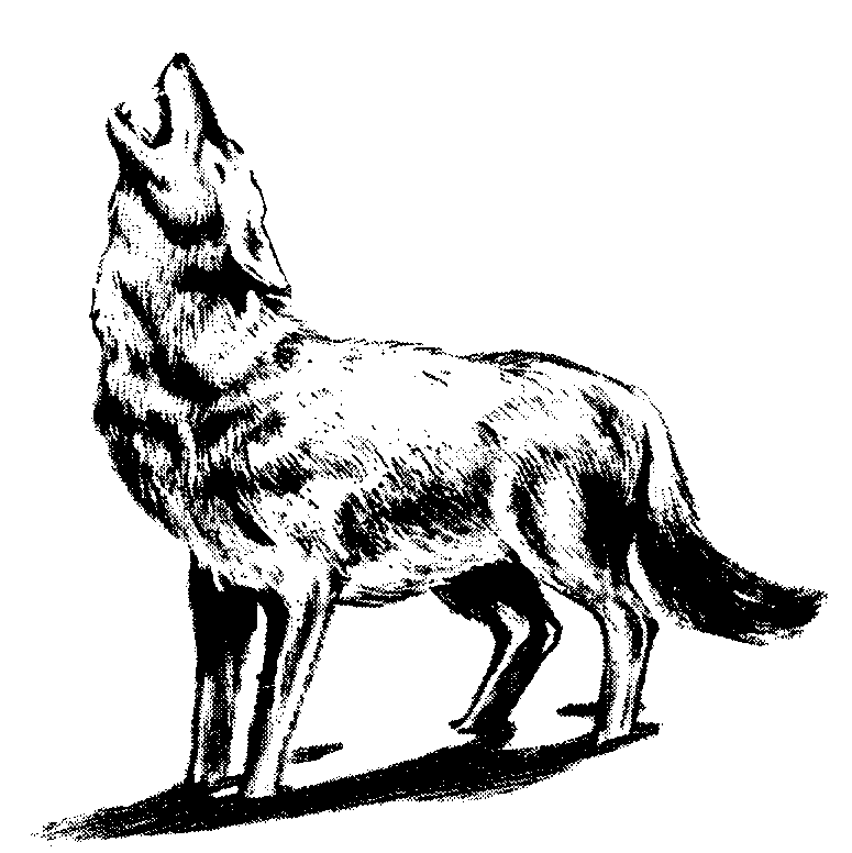 Wolf Howl - ClipArt Best