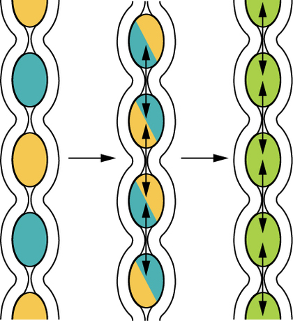 Diagram Of Intestines Clipart - Free to use Clip Art Resource