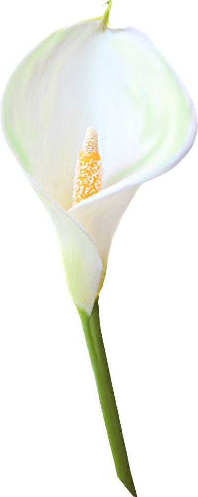 Cala lily flowers clipart