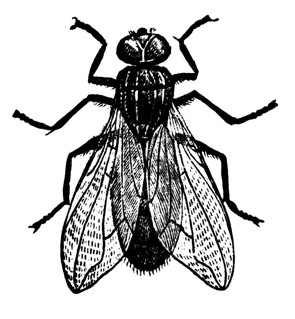 Flies clipart black and white