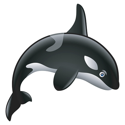 Cartoon Orca - ClipArt Best