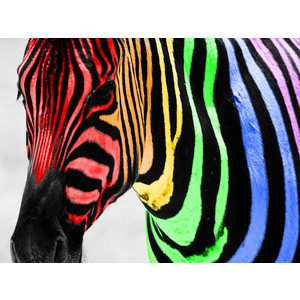 Rainbow Zebra Color Splash Wallpaper - Polyvore