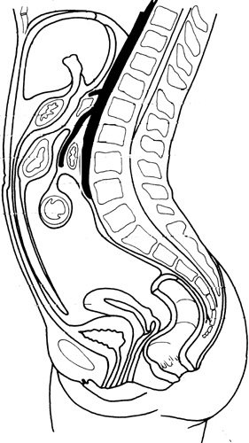 ABDOMEN ANATOMY WORKBOOK