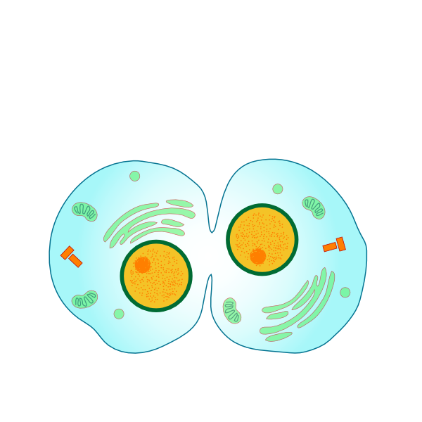 Simple Animal Cell Diagram For Kids - ClipArt Best