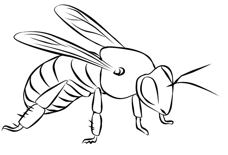 FREE Bee Coloring Pictures: Just Print the Page and Color!