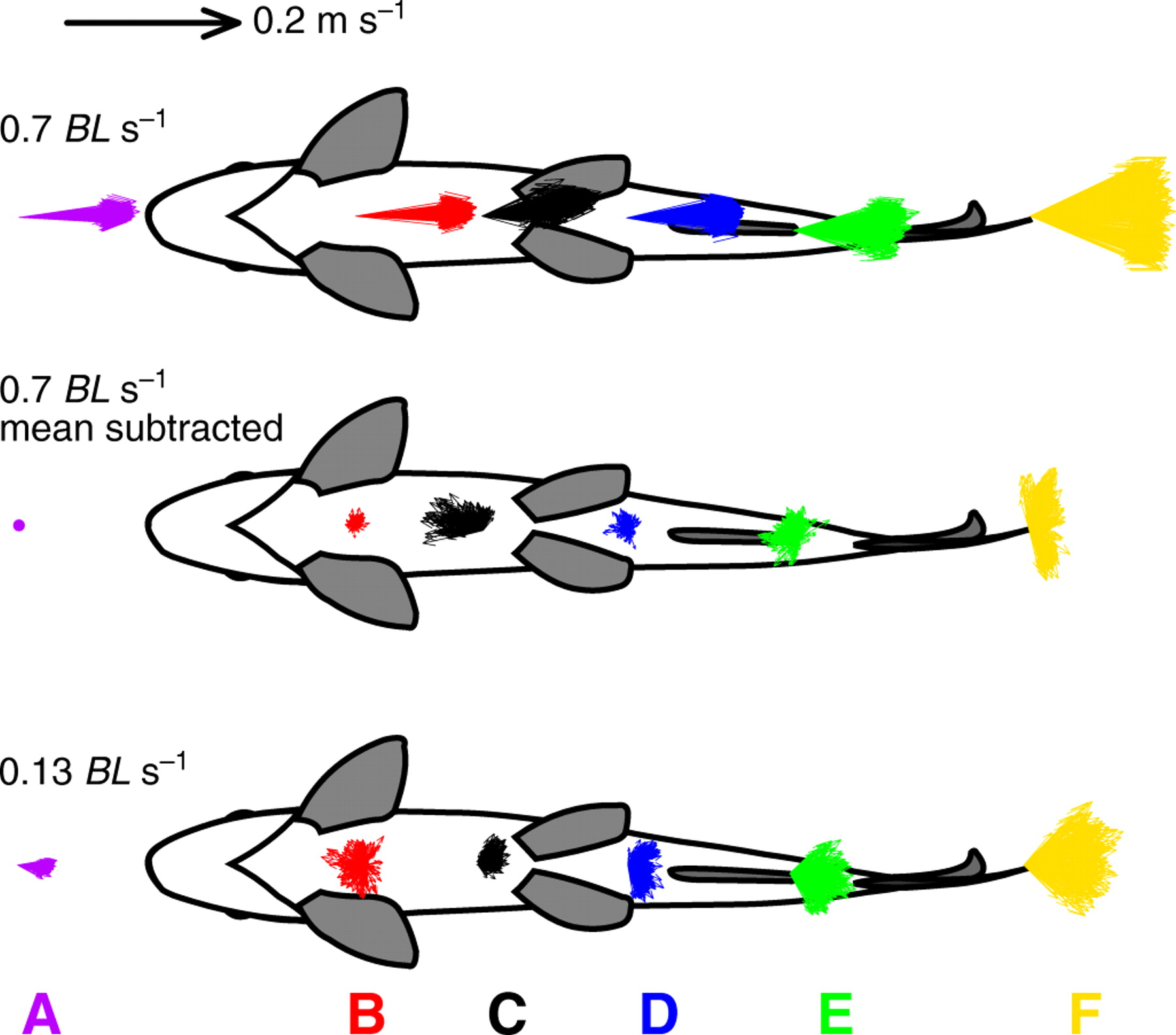 Muscle activity and hydrodynamic function of pelvic fins in trout ...