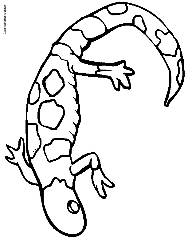 Gecko Drawings - ClipArt Best