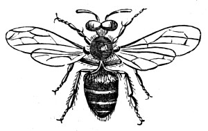 Free Vintage Bee Images