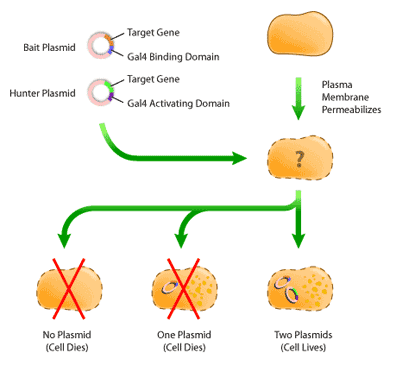 THE YEAST TWO-HYBRID ASSAY: AN EXERCISE IN EXPERIMENTAL ELOQUENCE ...