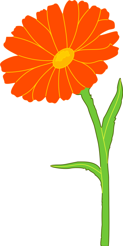 Marigold Clipart | Free Download Clip Art | Free Clip Art | on ...