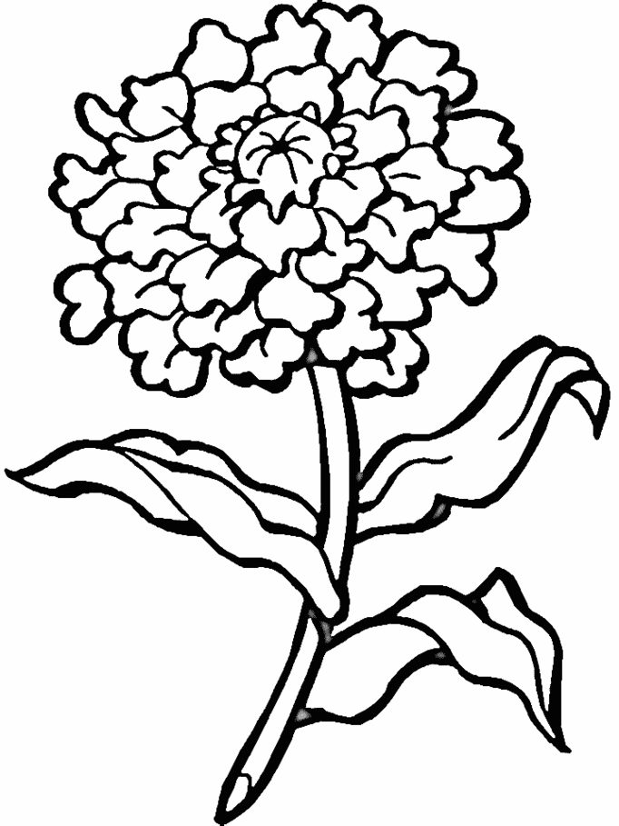 Line Drawing Of A Marigold Clipart - Free to use Clip Art Resource