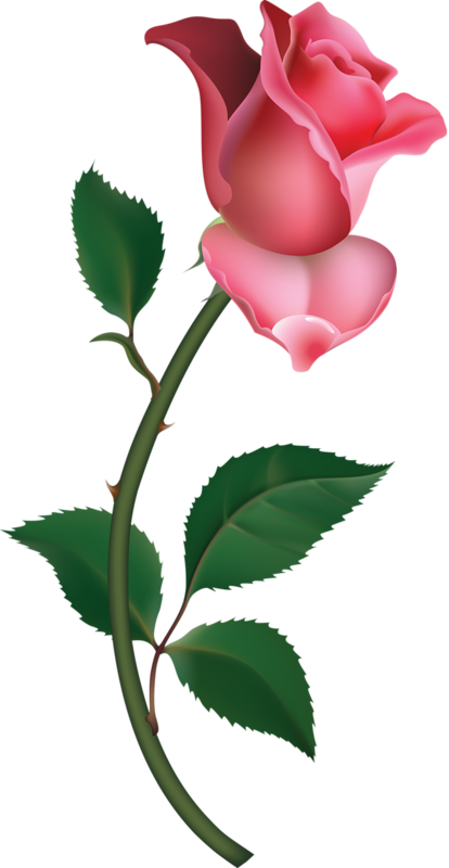 Pink Roses Photo | Free Download Clip Art | Free Clip Art | on ...