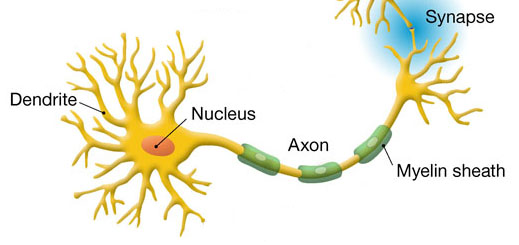 Familial ALS gene critical for axon growth | Emory University ...