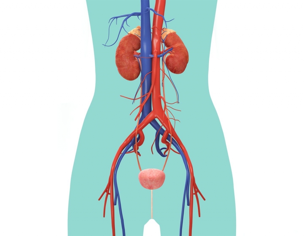 Urinary System Diagram - Human Anatomy Library