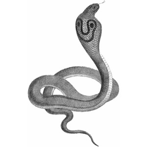 Free Snakes Clipart. Free Clipart Images, Graphics, Animated ...