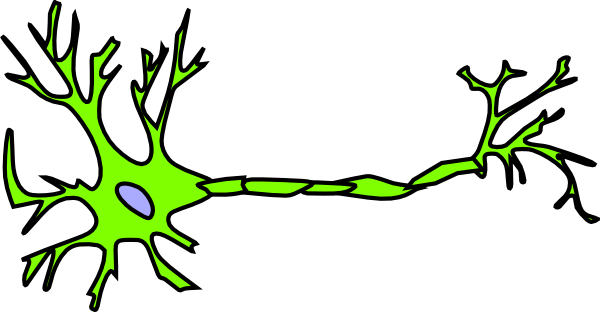 A Unlabelled Neuron - ClipArt Best