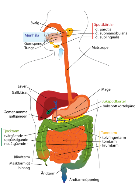 Digestive System Diagram Printable - DYNASTY™ ????™ - Premium ...