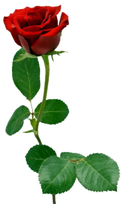 Single Red Rose Stem - ClipArt Best