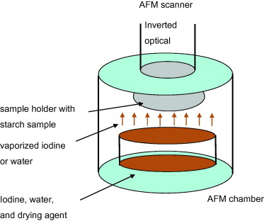 A novel in situ atomic force microscopy imaging technique to probe ...