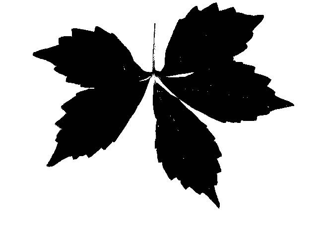 Silhouettes Virginia Creeper Leaf