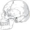 Human Skull Side View clip art - vector clip art online, royalty ...