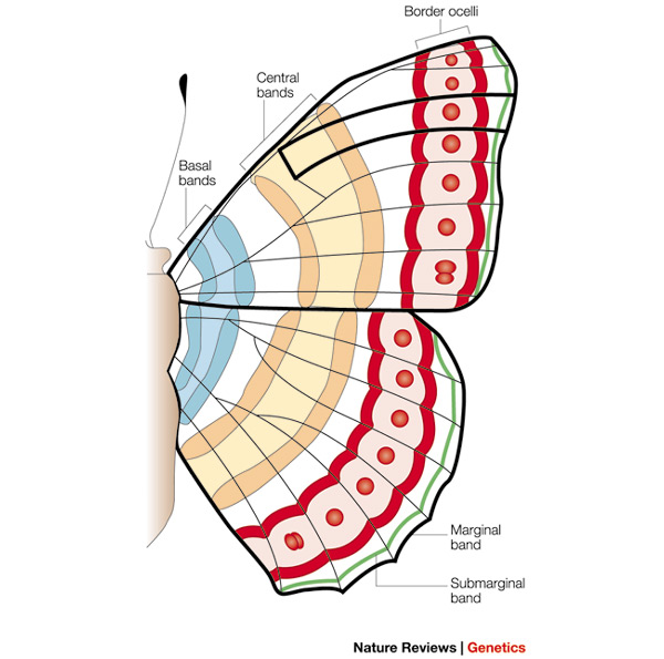 Figure 2 : The genetics and evo-devo of butterfly wing patterns ...