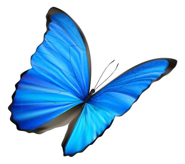 1000+ images about Blue Butterflies