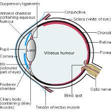 Lab exam #2 - Anatomy & Physiology 1 with Theteam at Madison Area ...