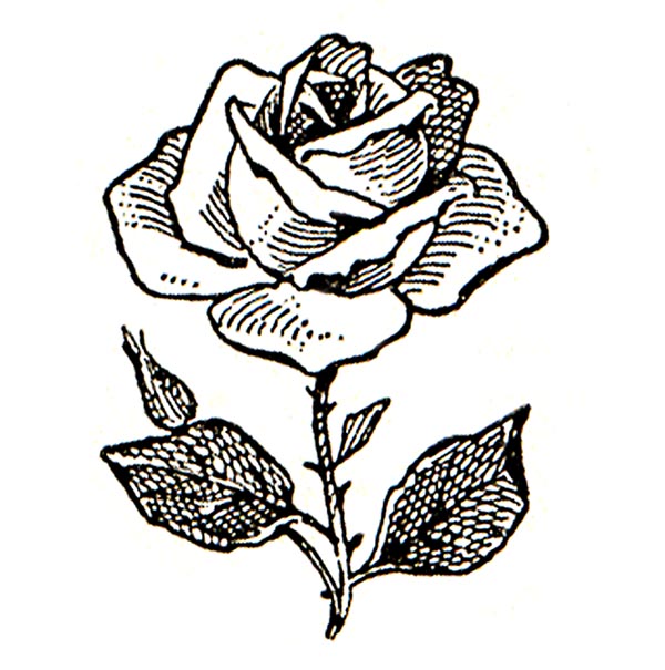 Free clipart of roses - ClipartFox