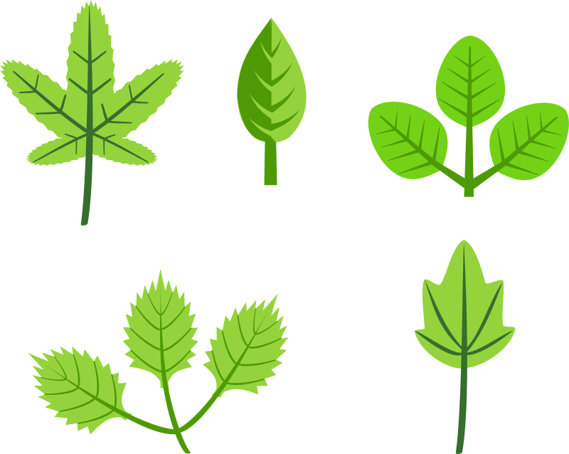 Leaves Cartoon - ClipArt Best