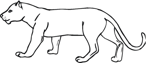 panther-coloring-page.jpg