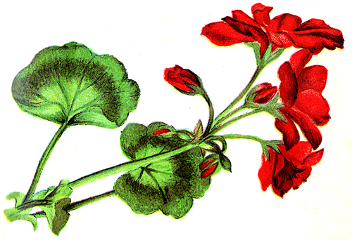 Organic Flower Clipart