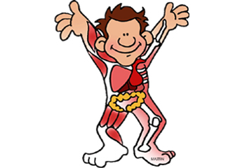 Picture Human Body - ClipArt Best