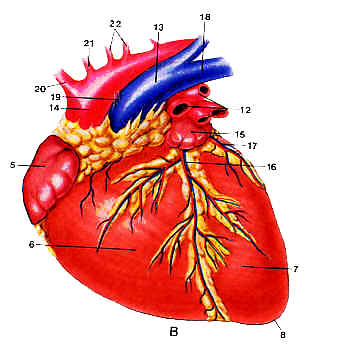 Cardiovascular System