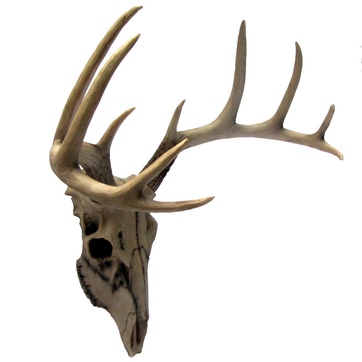 Amazon.com: Buck Head Wall Mount Resin Deer Skull Antler Rack Bust ...