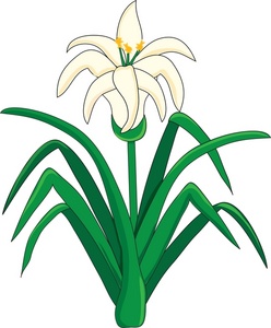 Lily Clipart