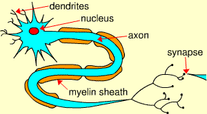 Year 10 Science: April 2013