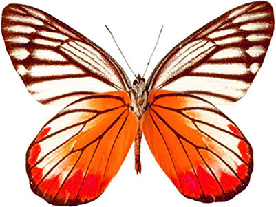 Free animated butterfly clipart