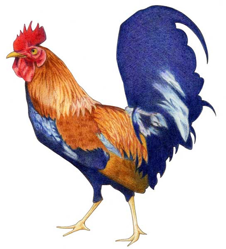 Rooster Sketches - ClipArt Best